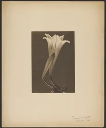 N. 1.