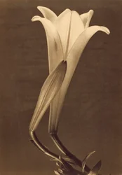 Stampa al platino di un giglio di Tina Modotti