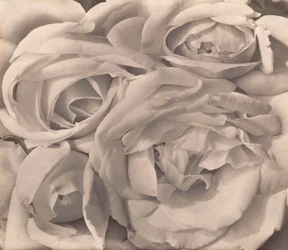 Rose, Messico