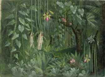 Cacciatori di orchidee del Brasile
