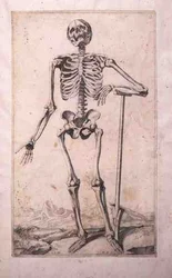 Studio anatomico