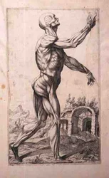 Studio anatomico, di Domenico Maria Bonavera