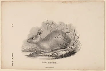 Lepus Palustris
