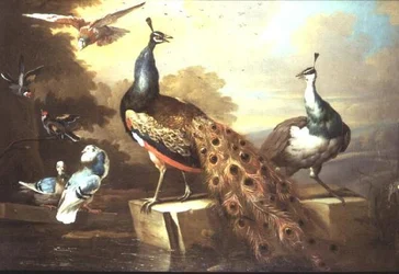 Pavone e pavonessa in un paesaggio