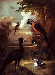Uccelli selvatici
