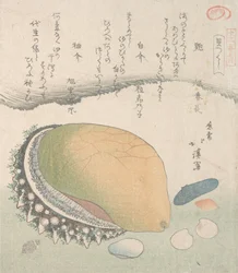 Conchiglia Awabi e Varie Conchiglie