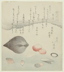 Conchiglia di fiori, conchiglia rossa e conchiglia pura rossa