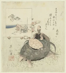 Tartarughe