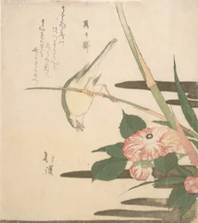 Parula e camelia, ca. 1815-20