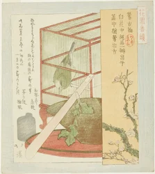 Usignolo in una Gabbia, dalla serie "Una Serie per il Gruppo Hanazono (Hanazono bantsuzuki)"