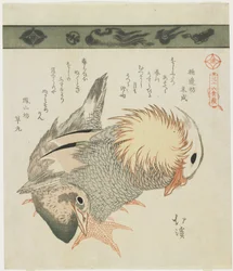Anatra mandarina e drake, c. 1830