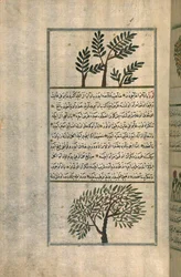 Un albero di incenso sopra un albero di mandorlo, da un trattato di Zakariya ibn Muhammad al-Qazwini