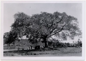 Albero con ampia chioma davanti alle mura del villaggio, Axum, Etiopia, fotografia di Ugo Monneret de Villard
