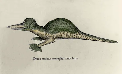 Rappresentazione di un drago marino. Tavola di un manoscritto di Storia Naturale di Ulisse Aldrovandi (1522-1605) sui mostri