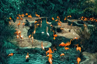I fenicotteri ai tropici