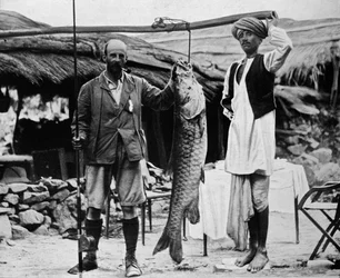 Mahseer di 59 libbre, catturato dal Capitano H. B. D. Campbell, R.E., nell