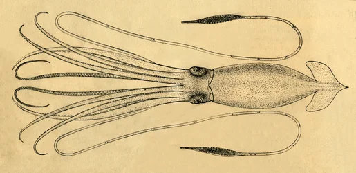 Diagramma del calamaro gigante, 1881