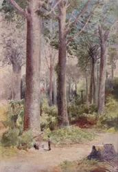Una foresta di Kauri, 1923