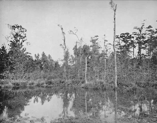 Una palude della Louisiana