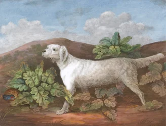Un setter: rivolto a sinistra, con una pernice nascosta tra le bardane a sinistra, ca. 1805