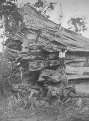 Un grande pezzo di legno brasiliano