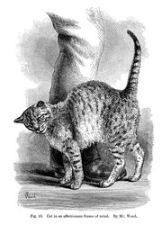 Un gatto in atteggiamento affettuoso, da L