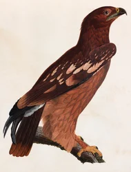 Illustrazione a colori di un uccello marrone