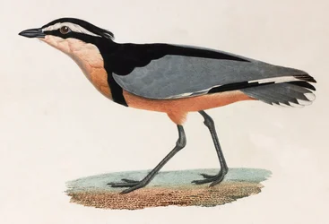 Illustrazione a colori di un uccello