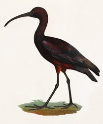 Illustrazione a colori di un uccello dal becco lungo