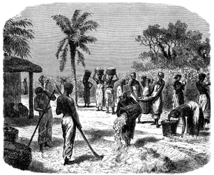 Una piantagione di cotone, c1880