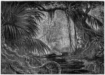 Scena forestale in Perù