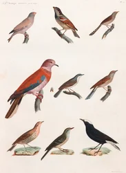 Serie di illustrazioni a colori di uccelli