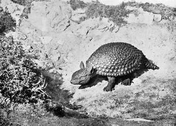 Un gliptodonte, XX secolo
