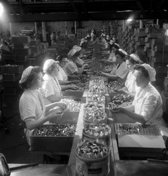 Una fila di lavoratrici confeziona "Quality Street"