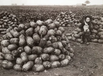 Una bambina con mucchi di rape raccolte, vicino a Landskrona, Svezia, 1910