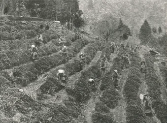 Una piantagione di tè fuori città, Kobe, Giappone, 1895