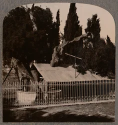 Quercia di Abramo vicino a Hebron