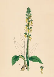 Aceras anthropophora. Orchidea uomo, XIX secolo