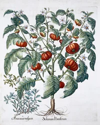 Piante di pomodoro africano e maggiorana, 1613