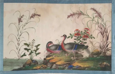 Album contenente dodici dipinti di uccelli, XIX secolo
