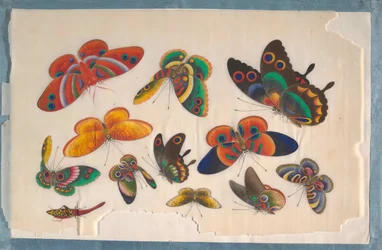Album contenente dodici dipinti di insetti, XIX secolo