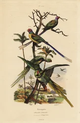 Parrocchetto alessandrino, Psittacula eupatria, e parrocchetto a coda lunga, Psittacula longicauda