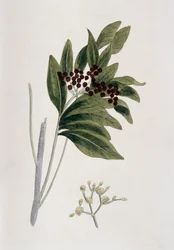 Pimento, 1823