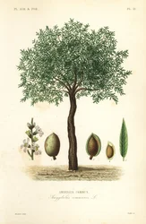 Mandorlo