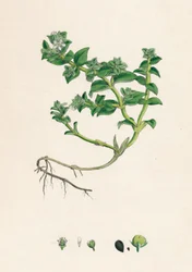 Alsine peploides. Salicornia, XIX secolo