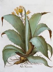 Aloe americana, 1613
