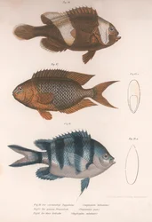 Amphiprion bifasciatus. Pomacentris pavo. Glyphisodo, c.1850