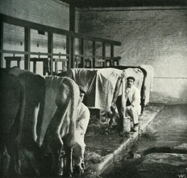 Una stalla moderna alla Walker-Gordon Farm, 1902