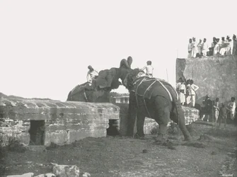 Combattimento di elefanti, Hyderabad, India, 1895