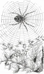 Un ragno tessitore orbicolare o araneide